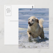 Labradoodle - Izzie Postkarte (Vorne/Hinten)