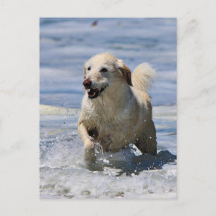 Labradoodle - Izzie Postkarte