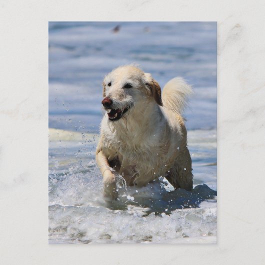 Labradoodle - Izzie Postkarte (Vorderseite)