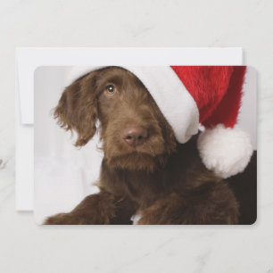 Labradoodle mit einer Weihnachtsmannmütze Feiertagskarte