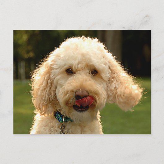 Labradoodle Postkarte (Vorderseite)