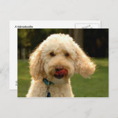 Labradoodle Postkarte (Vorne/Hinten)