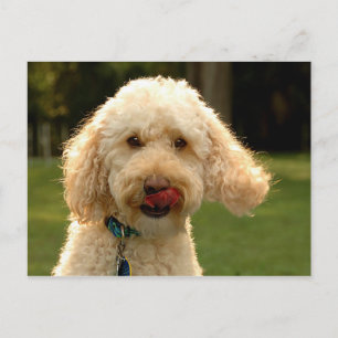 Labradoodle Postkarte