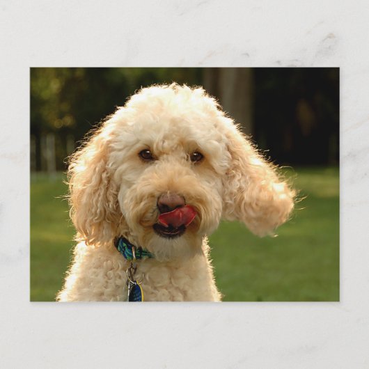 Labradoodle Postkarte (Vorderseite)