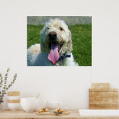 Labradoodle print poster (Küche)