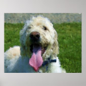 Labradoodle print poster (Vorne)