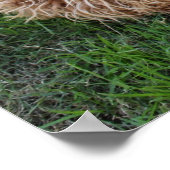 Labradoodle Puppy Dog Poster (Ecke)