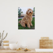 Labradoodle Puppy Dog Poster (Küche)