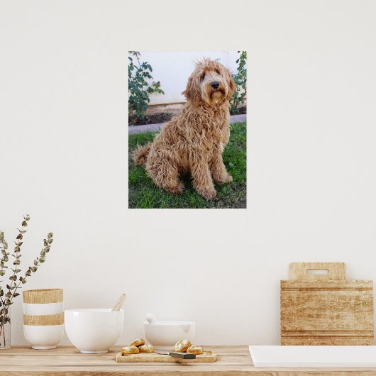 Labradoodle Puppy Dog Poster (Küche)
