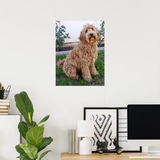 Labradoodle Puppy Dog Poster (Heimbüro)
