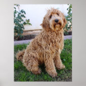 Labradoodle Puppy Dog Poster (Vorne)