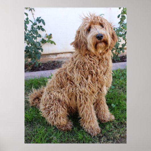 Labradoodle Puppy Dog Poster (Vorne)
