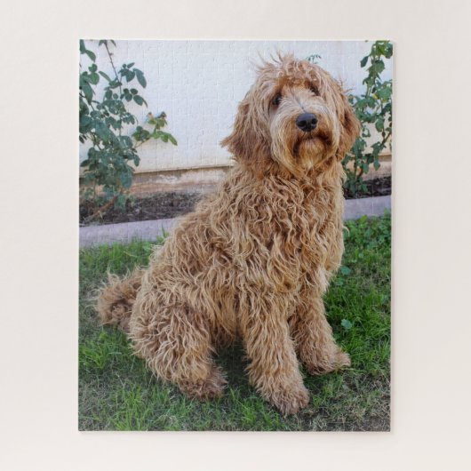 Labradoodle Puppy Dog Puzzle (Vertikal)