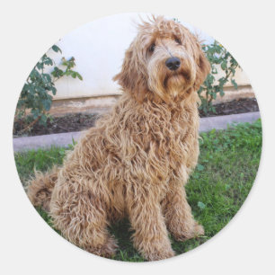 Labradoodle Puppy Dog Runder Aufkleber