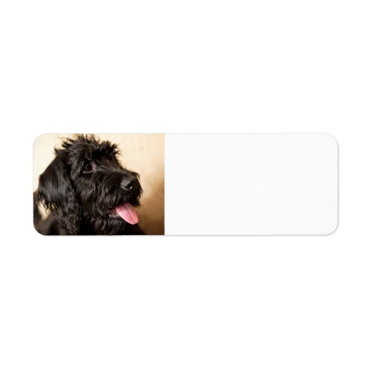 Labradoodle-Rücksendeadresse (Vorne)