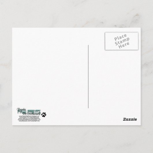 LabraDoodle-TYP Postkarte (Rückseite)