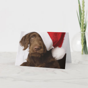Labradoodle wearing a Santa hat Feiertagskarte