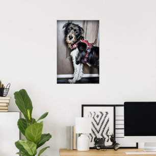Labradoodle Welpe geht zu Fuß Poster