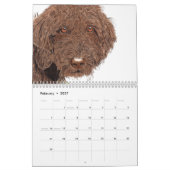 Labradoodles Kalender (Feb 2027)