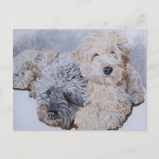 Labradoodles Two Post Cards Postkarte (Vorderseite)