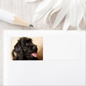 Labradoodschwarz (Insitu)