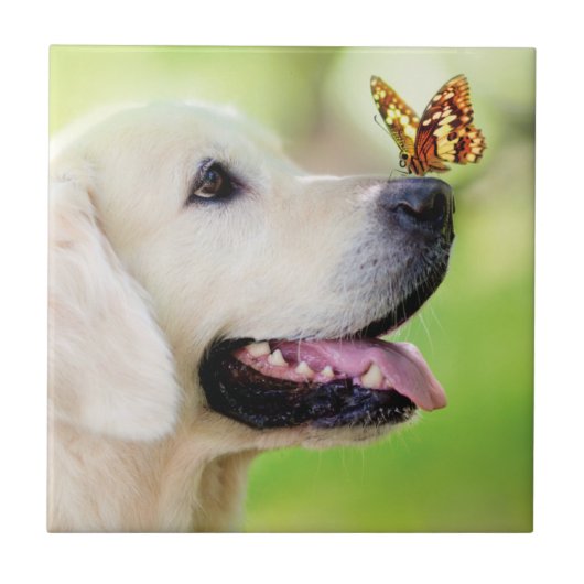 Labrador And Butterfly Throw Pillow Fliese (Vorderseite)