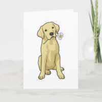 Labrador Daisy