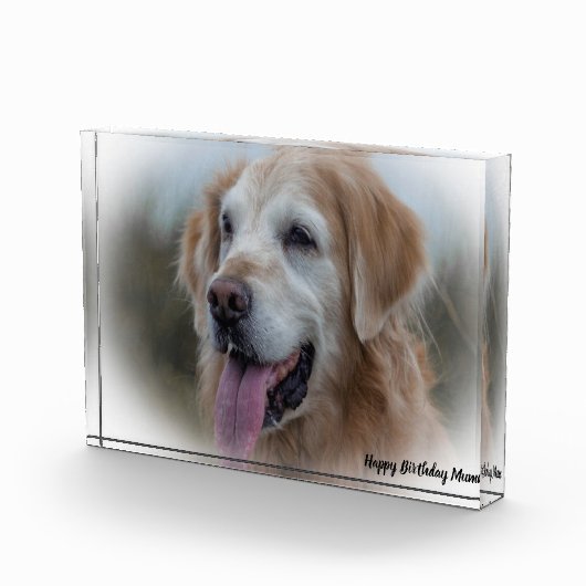 Labrador Dog Fotoblock (Rechts)
