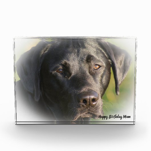 Labrador Dog Fotoblock (Vorderseite)