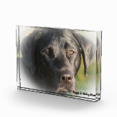 Labrador Dog Fotoblock (Rechts)