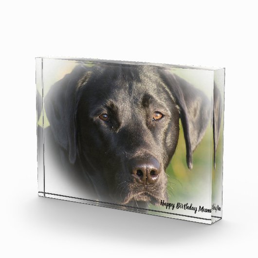 Labrador Dog Fotoblock (Rechts)