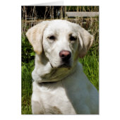 LABRADOR DOG GREETKARTE (Vorne)