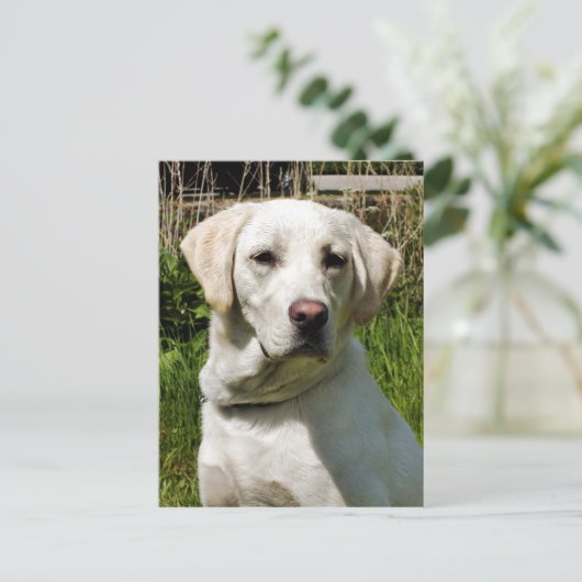 LABRADOR DOG POSTKARTE (Stehend Vorderseite)