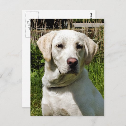 LABRADOR DOG POSTKARTE (Vorne/Hinten)