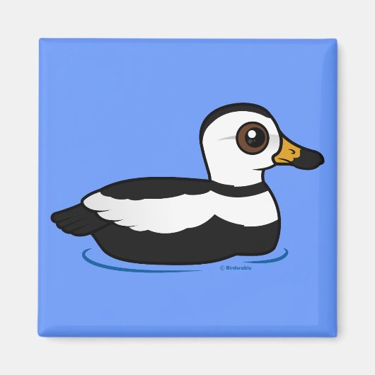 Labrador Duck (swim) Magnet (Vorne)