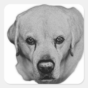 Labrador Emblem: Augen öffnen Quadratischer Aufkleber