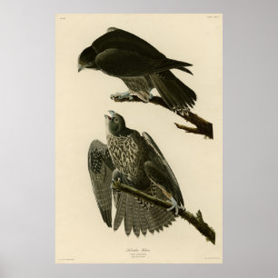 Labrador Falcon von Audubons Vögeln von Amerika Poster