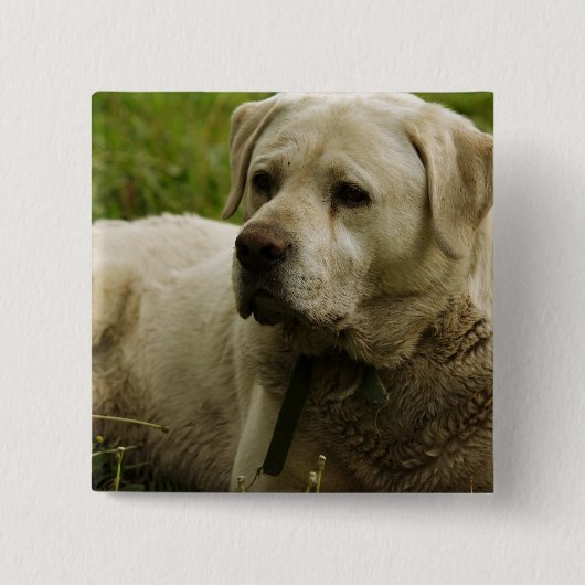 Labrador-Foto Button (Vorderseite)