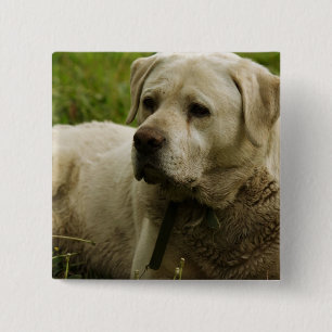 Labrador-Foto Button