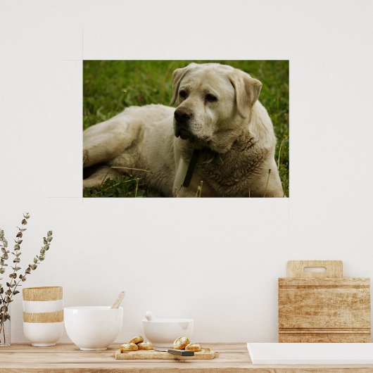 Labrador-Foto Poster (Küche)