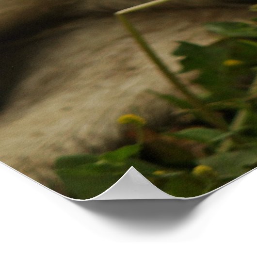 Labrador-Foto Poster (Ecke)