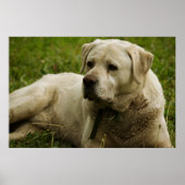 Labrador-Foto Poster (Vorne)