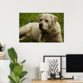 Labrador-Foto Poster (Heimbüro)