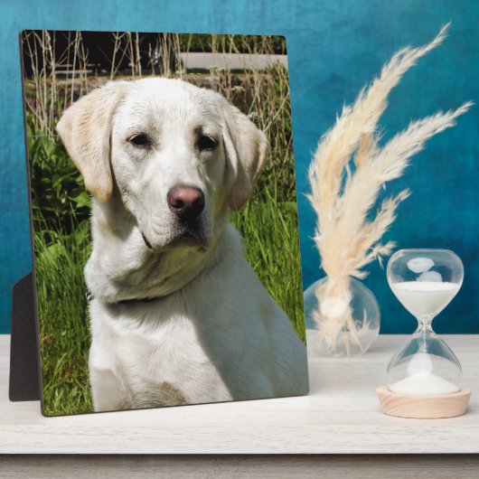 LABRADOR FOTOPLATTE (Seite)