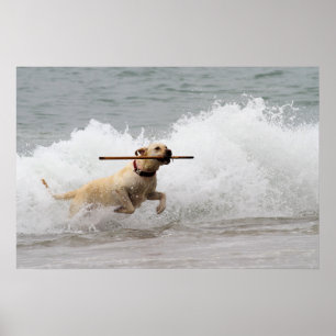 Labrador - Gelb - Hol dich! Poster