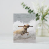Labrador - Gelb - Hol dich! Postkarte (Stehend Vorderseite)