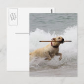 Labrador - Gelb - Hol dich! Postkarte (Vorne/Hinten)