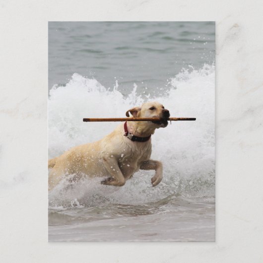 Labrador - Gelb - Hol dich! Postkarte (Vorderseite)