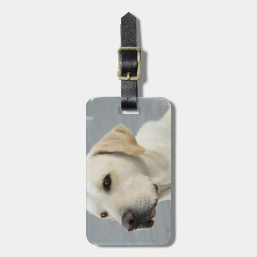 Labrador-Gepäck-Umbau Gepäckanhänger (Vorderseite vertikal)