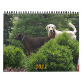 Labrador & Golden Calendar Kalender (Titelbild)